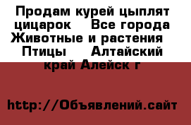 Продам курей цыплят,цицарок. - Все города Животные и растения » Птицы   . Алтайский край,Алейск г.